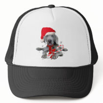 Weimaraner Puppy Santa hats