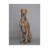 Weimaraner sitting, studio shot postcards