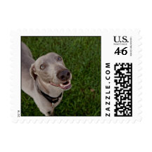 Weimaraner Stamp