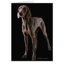 Weimaraner, studio shot card