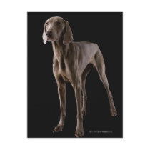 Weimaraner, studio shot postcard