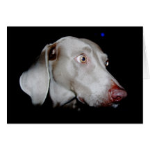 Weimaraner - The Gray Ghost Greeting Card