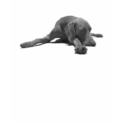 weimaraner shirts by bhughes1uga