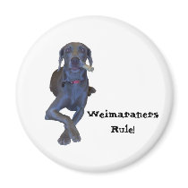 Weimaraners Rule! Magnet