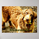 Weimardoodle posters