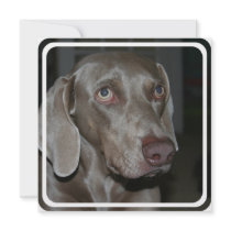 Weimeraner Dog Invitation
