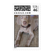 Weimeraner Postage Stamp