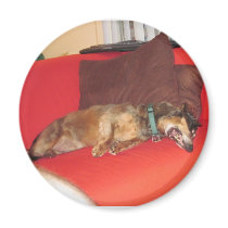 Weiner Dog Magnet
