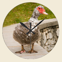 weird duck on a ledge wall clock wall clocks