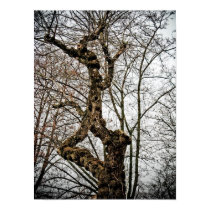 Weird tree poster posters