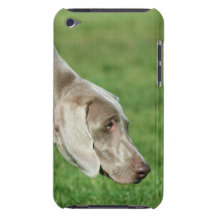 Weirmaraner dog barely there iPod covers