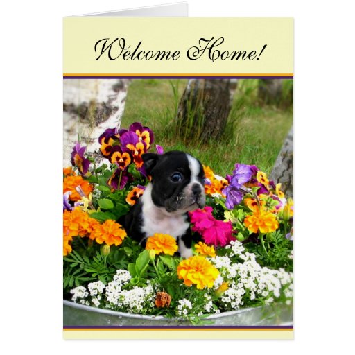 Welcome Home Boston Terrier Cards