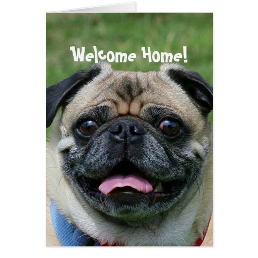 welcome_home_pug_dog_greeting_cards-r624