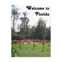 Welcome to Florida Flamingos Postcard
