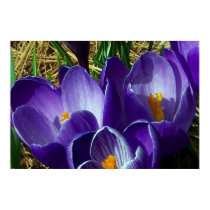 "Welcoming Spring" posters