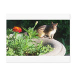 Well, Hello there, Chipmunk! Post Cards