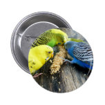 Wellensittiche (Melopsittacus undulatus) Pinback Buttons