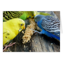 Wellensittiche (Melopsittacus undulatus) Greeting Card