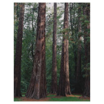 Wellingtonia, Westonbirt Arboretum, England Flyer Design
