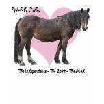 bay, welsh, cob, section d, mare, horse, pony,
