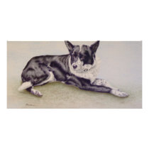 Welsh Collie photo cards
