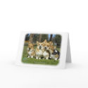 Welsh Corgi (Pembroke) cards