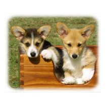 Welsh Corgi (Pembroke) posters by TraffordPhotos Welsh Corgi (Pembroke) posters