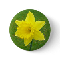 Welsh Daffodil buttons