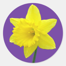 Welsh Daffodil - II Round Sticker