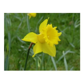 Welsh Daffodil in Bloom Postcard