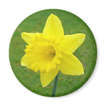 Welsh Daffodil magnets