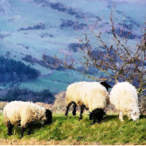 WELSH FARM GIRLS UK magnets by thewildside WELSH FARM GIRLS UK magnets