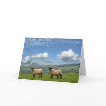 Welsh Lambs cards by catchthenextwave Welsh Lambs cards