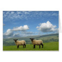 Welsh Lambs cards
