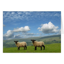 Welsh Lambs cards