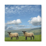 Welsh Lambs magnets