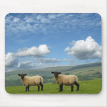 Welsh Lambs mousepads