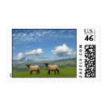 Welsh Lambs Postage Stamp