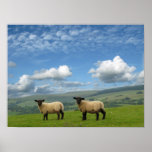 Welsh Lambs Print