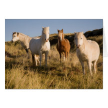 Welsh Ponies Card