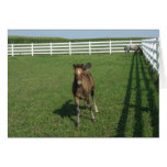 Welsh Pony Foal Notecard