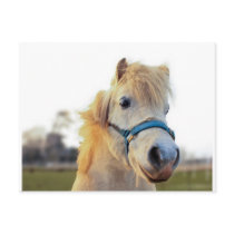 welsh pony postcards by Ljrigg welsh pony postcards