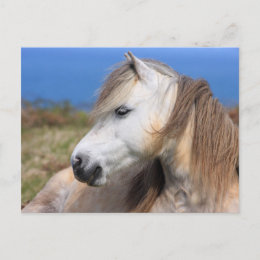 Welsh Pony postcard