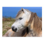 Welsh Pony Postcards