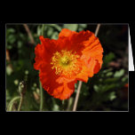 Welsh Poppy (Orange) cards