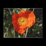Welsh Poppy (Orange) postcards