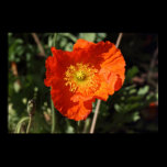 Welsh Poppy (Orange) posters