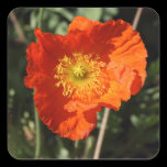 Welsh Poppy (Orange) stickers