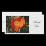 Welsh Poppy (Orange) - Thank You photo cards