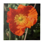 Welsh Poppy (Orange) tiles